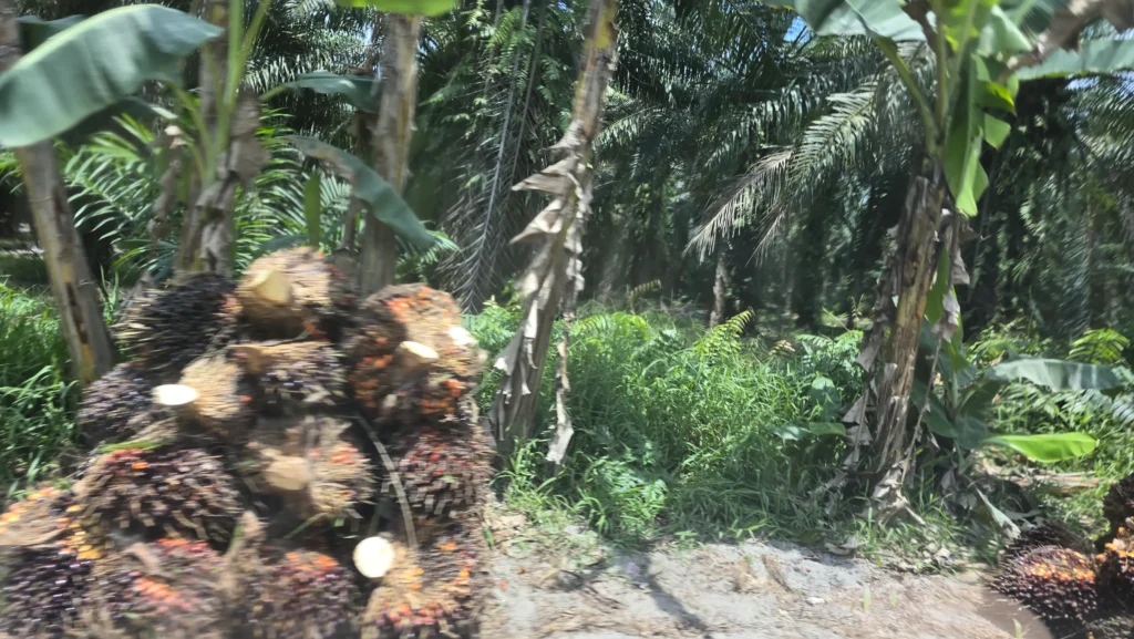 Brondolan sawit bertumpuk di pinggir jalanan menuju Desa Kwala Serapuh, Tanjung Pura, Kab. Langkat, Sumatera Utara pada Senin, 30 Maret 2026. (Foto: dok. Konde.co/Salsabila Putri Pertiwi)