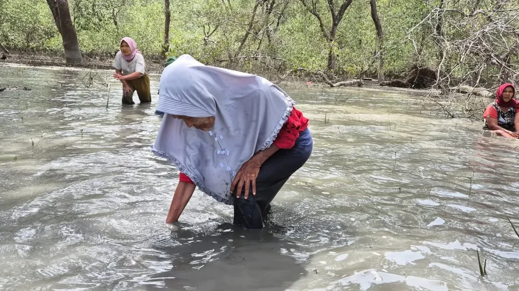 Aksi Penanaman 5.000 Bibit Nipah dan Mangrove di Desa Kwala Langkat pada tahun 2025 (sumber foto: dok. Yayasan Srikandi Nusantara)