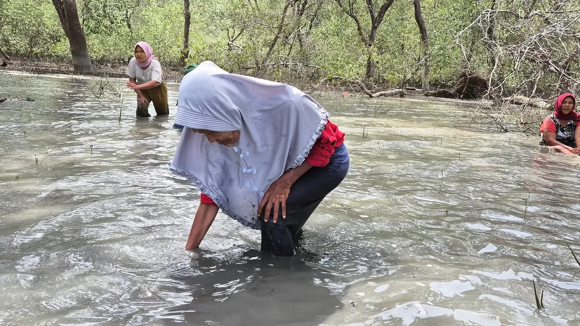 Aksi Penanaman 5.000 Bibit Nipah dan Mangrove di Desa Kwala Langkat pada tahun 2025 (sumber foto: dok. Yayasan Srikandi Nusantara)