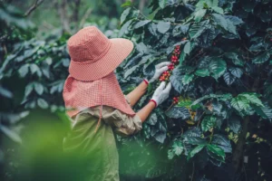 Ilustrasi perempuan petani kopi Gayo