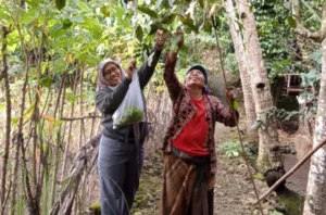 Kegiatan Suyanti memanen di Gunungkidul (foto: dok. pribadi)