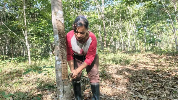 Anita Parhani (39) sedang menyadap karet di kebunnya. (Foto: Luthfi Maulana A/Konde.co)