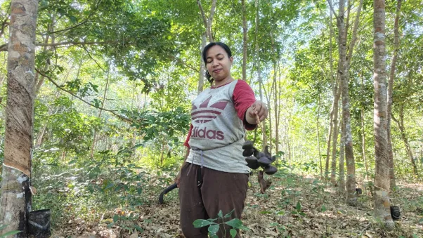 Anita Parhani (39) sedang menyadap karet di kebunnya. (Foto: Luthfi Maulana A/Konde.co)