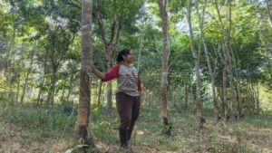 Anita Parhani (39) sedang menyadap karet di kebunnya. (Foto: Luthfi Maulana A/Konde.co)