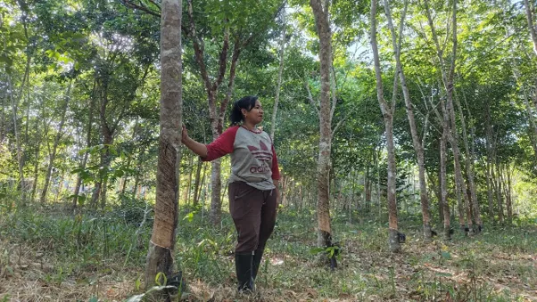 Anita Parhani (39) sedang menyadap karet di kebunnya. (Foto: Luthfi Maulana A/Konde.co)
