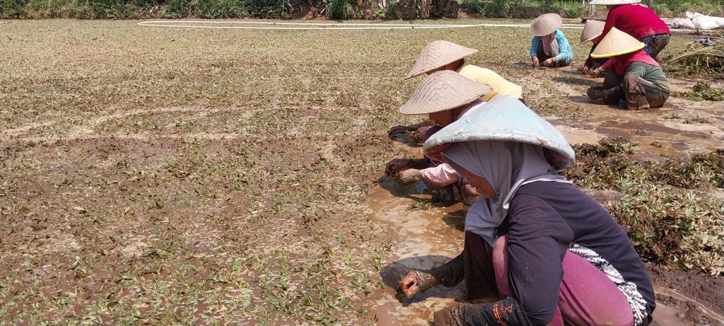 Petani perempuan dan epistemic injustice (foto: dok. Konde.co/Dyah Ayu Pitaloka)