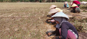 Petani perempuan dan epistemic injustice (foto: dok. Konde.co/Dyah Ayu Pitaloka)